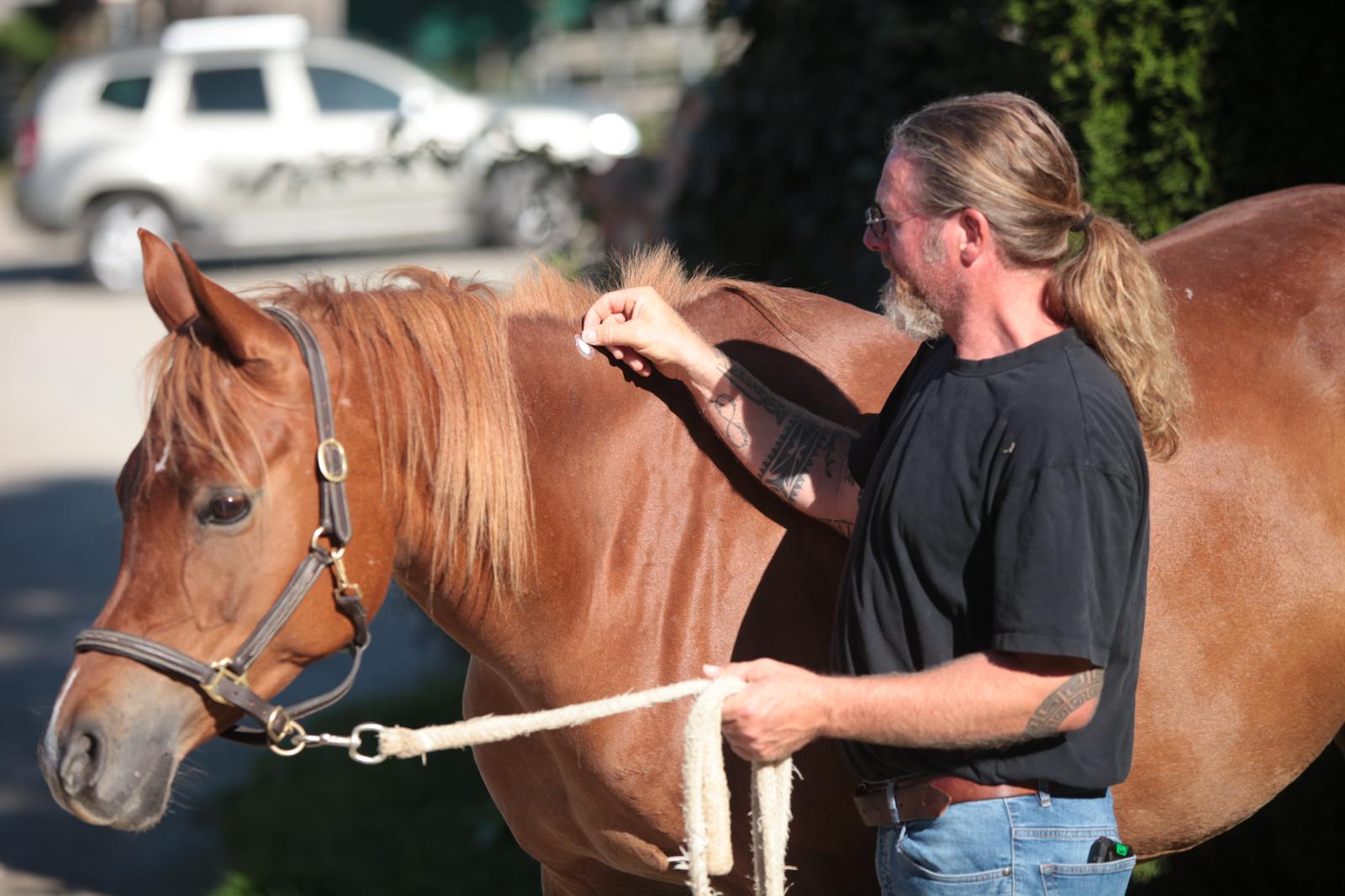 Heilpflaster für Tiere